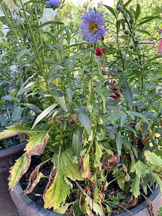 Donna's asters aren't faring well. (Supplied)