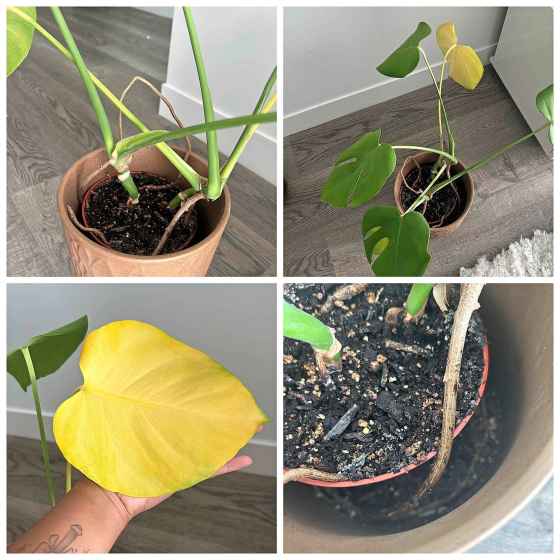 Caitlin's monstera has a yellowing leaf and aeroil roots that take in water from the air. (Supplied)