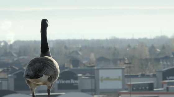 Modern Goose. (Supplied)
