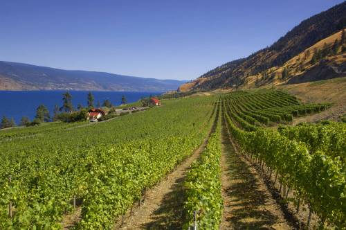 Briansprout.com
                                Many B.C.-area vineyards are for sale after wildfires, smoke, landslides and a cold winter have hurt grape growing over the last 12 months.