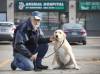 RUTH BONNEVILLE / WINNIPEG FREE PRESS
                                David Strickland and his dog Chewbacca outside the Animal Hospital which he alleges misdiagnosed his dog with canine parvovirus and presented him with a high estimated bill.