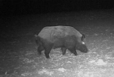 This photo taken by a trail camera shows a wild pig. Squeal on Pigs Manitoba is looking for people to send in similar photos of wild pigs for them to investigate. (Submitted)
