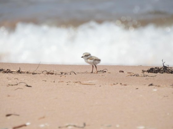 A piping plover chick. (Handout / Parks Canada / The Canadian Press files)