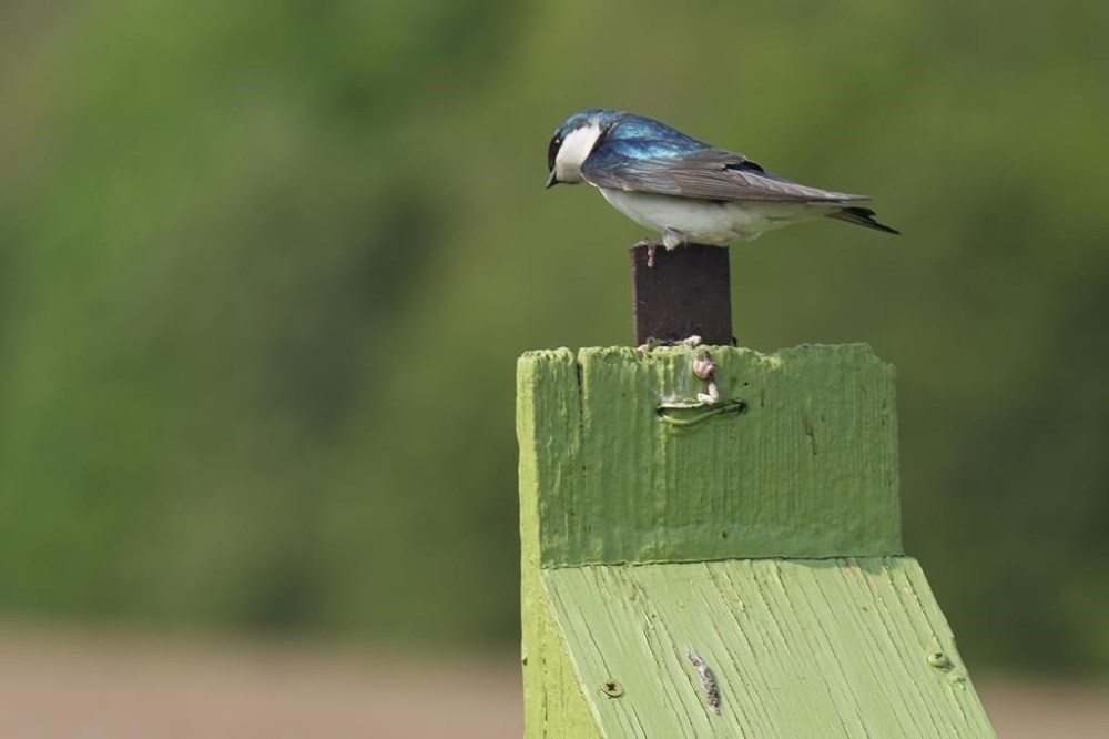 The RCMP said Monday it has launched an investigation into Ontario's decision to open up protected Greenbelt lands for housing development. A bird sits on a perch in the Duffins Rouge Agricultural Preserve, part of Ontario's Greenbelt , on Monday, May 15, 2023, THE CANADIAN PRESS/Chris Young