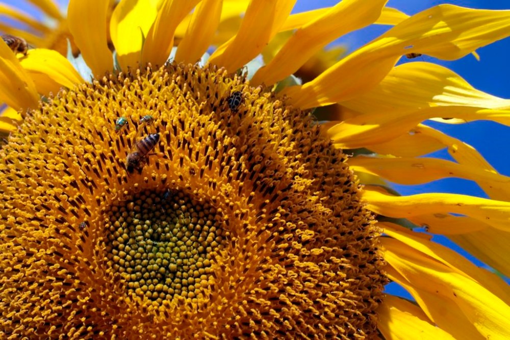 FILE - Bees and other insects gather on a sunflower at the Agro Brasilia, an agricultural exhibition on the outskirts of Brasilia, Brazil, May 18, 2012. A new study finds that changes in the climate and land use are combining to dramatically shrink the numbers of insects pollinating key tropical crops and plants. (AP Photo/Eraldo Peres, File)