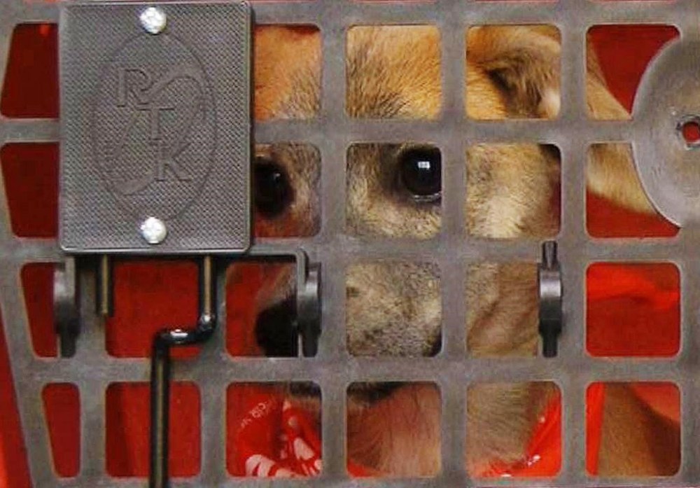 FILE - A stray puppy named Apple sits in a crate on a truck awaiting a journey to New York City on Wednesday, April 3, 2019, in Starkville, Miss. October is the ASPCA’s Adopt a Shelter Dog Month. If you’re thinking about adding a rescue dog to your family, you may want to consider buying pet insurance coverage to help keep your furry new friend healthy. (AP Photo/Jay Reeves, File)