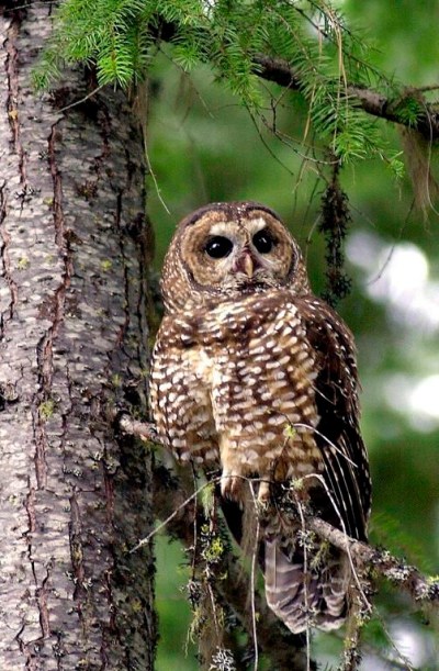 An environmental group is in Federal Court in Vancouver challenging what it describes as Ottawa's failure to protect the endangered northern spotted owl despite an 