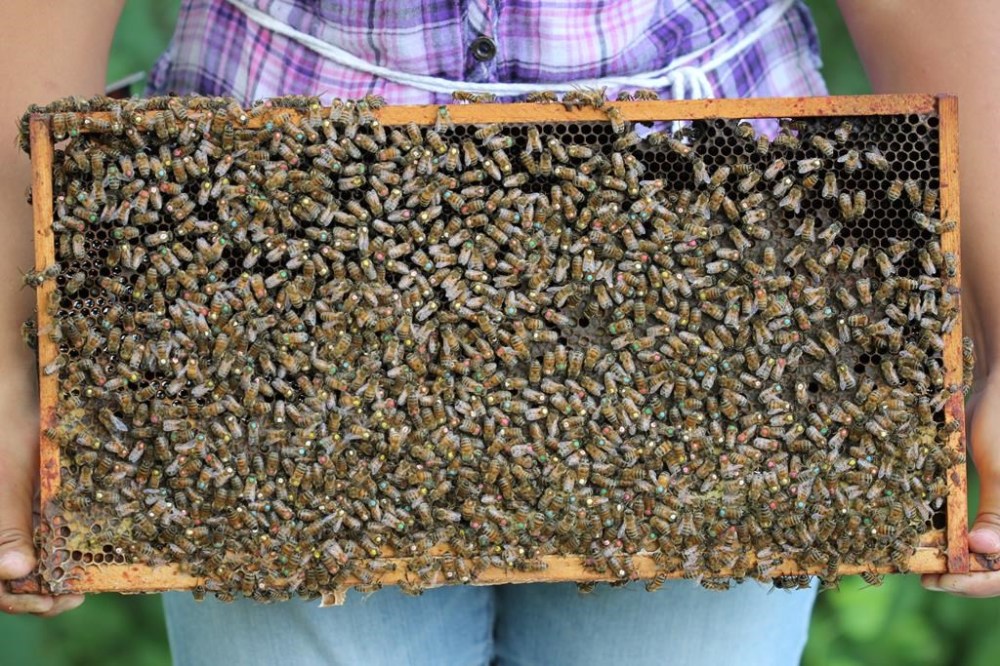 The Canadian Food Inspection Agency has conditionally licensed an oral vaccine to protect honey bees against a disease called American foulbrood, which can wipe out entire colonies if not treated. THE CANADIAN PRESS/HO-Alvaro De la Mora-University of Guelph *MANDATORY CREDIT*