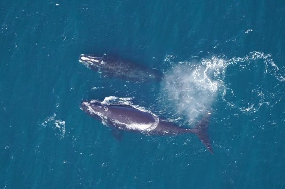 North Atlantic right whales (Handout / New England Aquarium / The Canadian Press files)