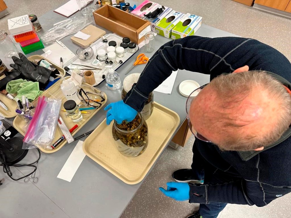 Greg Schneider, research museum collections manager for the University of Michigan Museum of Zoology's division of reptiles and amphibians, reaches into a jar containing snake specimens Wednesday, Oct. 18, 2023, in Ann Arbor, Mich. They are part of a donation from Oregon State University that could make Michigan's collection of snake specimens the largest held by any research institution in the U.S. (AP Photo/Mike Householder)