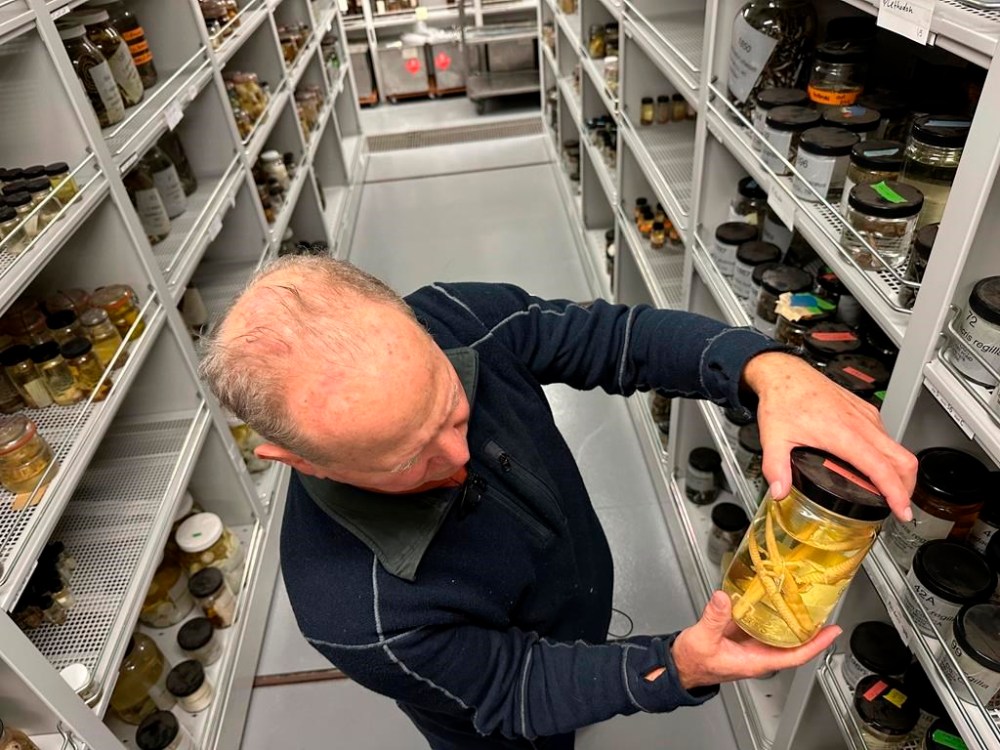 Greg Schneider, research museum collections manager for the University of Michigan Museum of Zoology's division of reptiles and amphibians, holds a jar containing salamander specimens, Wednesday, Oct. 18, 2023, in Ann Arbor, Mich. They are part of a sizable donation of reptile and amphibian specimens from Oregon State University. (AP Photo/Mike Householder)