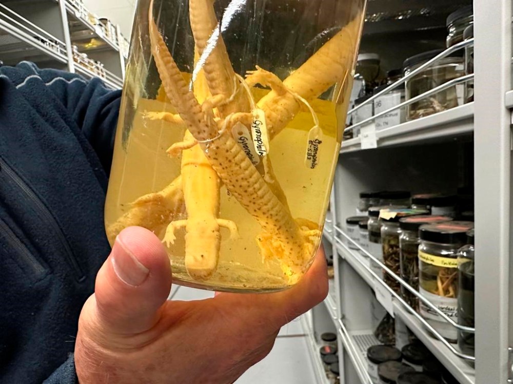 Greg Schneider, research museum collections manager for the University of Michigan Museum of Zoology's division of reptiles and amphibians, holds a jar containing salamander specimens, Wednesday, Oct. 18, 2023, in Ann Arbor, Mich. They are part of a sizable donation of reptile and amphibian specimens from Oregon State University. (AP Photo/Mike Householder)