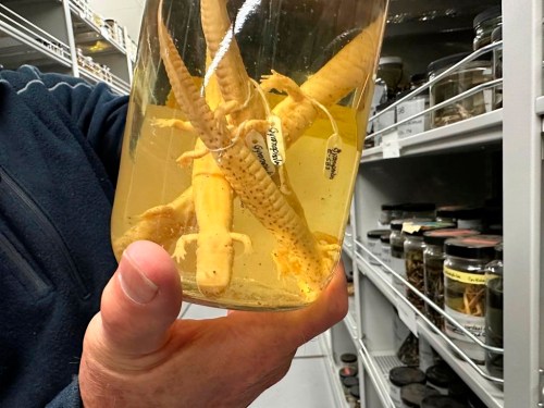 Greg Schneider, research museum collections manager for the University of Michigan Museum of Zoology's division of reptiles and amphibians, holds a jar containing salamander specimens, Wednesday, Oct. 18, 2023, in Ann Arbor, Mich. They are part of a sizable donation of reptile and amphibian specimens from Oregon State University. (AP Photo/Mike Householder)