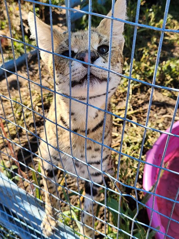 An African serval cat is shown in an OPP handout photo. Ontario Provincial Police are warning that a medium-sized wildcat has escaped from an animal sanctuary in Bonnechere Valley Township, about 130 kilometres west of Ottawa. THE CANADIAN PRESS/HO-Ontario Provincial Police **MANDATORY CREDIT**