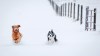 Dogs Daisy, left, and Maggie race through fresh snow near Cremona, Alta., Tuesday, Oct. 24, 2023. While many people can experience health and sleep complications that come with seasonal time changes, many don't realize their furry friends can feel the effects too. THE CANADIAN PRESS/Jeff McIntosh