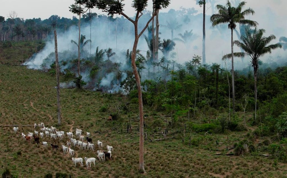 FILE - In this Tuesday, Sept. 15, 2009 file photo, cattle graze in a deforested area near Novo Progresso in the northern state of Para, Brazil. China is now the world’s biggest importer of beef, and Brazil is China’s biggest supplier, according to United Nations Comtrade data released in 2023. More beef moves from Brazil to China than between any other two countries. (AP Photo/Andre Penner, File)
