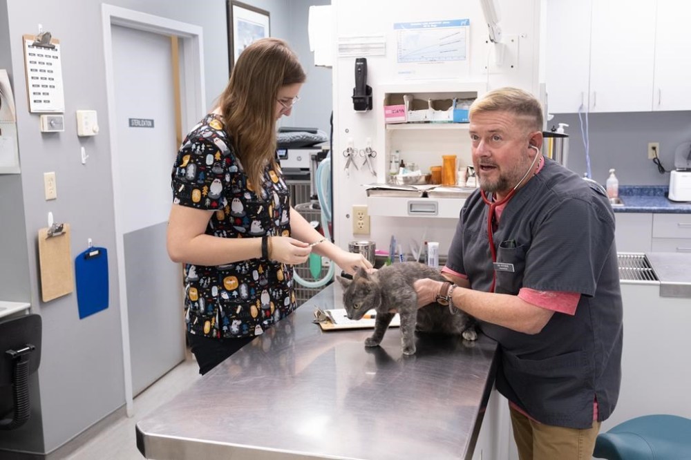 Veterinarian Neil Pothier of the Bayview Animal Hospital treats a cat in Digby, N.S., on Thursday, Nov. 2, 2023. Veterinarians in Canada say they are experiencing extreme burnout and plummeting mental health due to staff shortages, a booming number of animal patients and the round-the-clock stress of the job. THE CANADIAN PRESS/Andrew Tolson