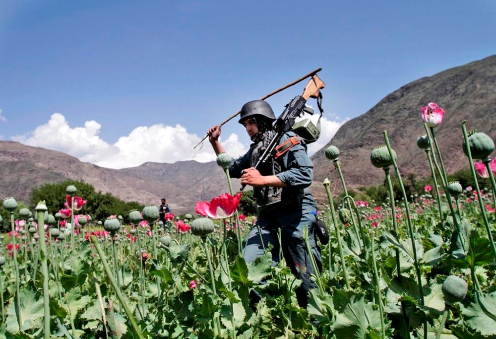 FILE - Armed Afghan policemen destroy an opium poppy field in Noorgal, Kunar province, east of Kabul, Afghanistan on April 13, 2013. Afghan farmers have lost income of more than $1 billion from opium sales after the Taliban outlawed poppy cultivation, according to a report from the U.N. drugs agency published Sunday, Nov. 5, 2023. (AP Photo/Rahmat Gul, File)