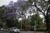 A Jacaranda tree in bloom in Nairobi, Kenya, Thursday, Oct. 26, 2023. Every year in early October, clusters of purple haze dot Nairobi's tree line as the city's jacaranda trees come into bloom. (AP Photo/Sayyid Abdul Azim)