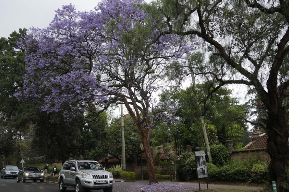 A Jacaranda tree in bloom in Nairobi, Kenya, Thursday, Oct. 26, 2023. Every year in early October, clusters of purple haze dot Nairobi's tree line as the city's jacaranda trees come into bloom. (AP Photo/Sayyid Abdul Azim)