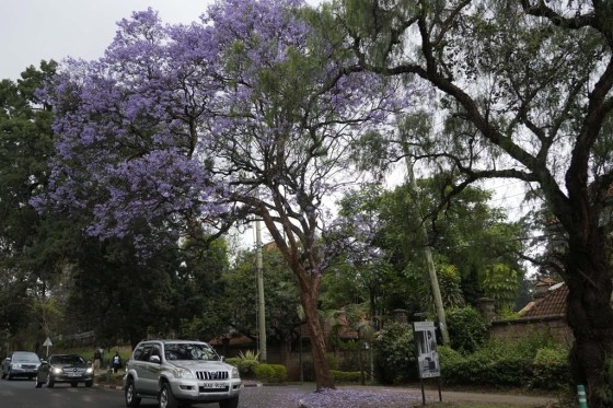 A Jacaranda tree in bloom in Nairobi, Kenya. (Sayyid Abdul Azim / The Associated Press files)