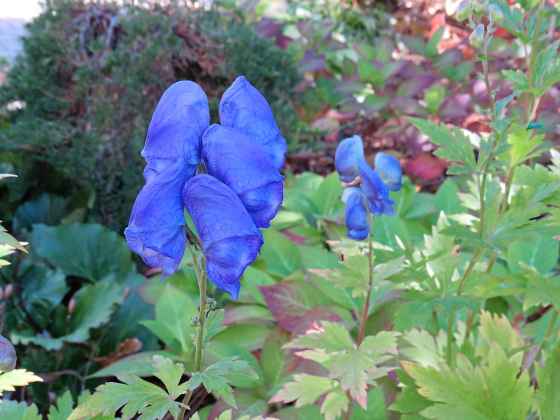 Monkshood Carmichaelii late bloomer in a good year (Colleen Zacharias)
