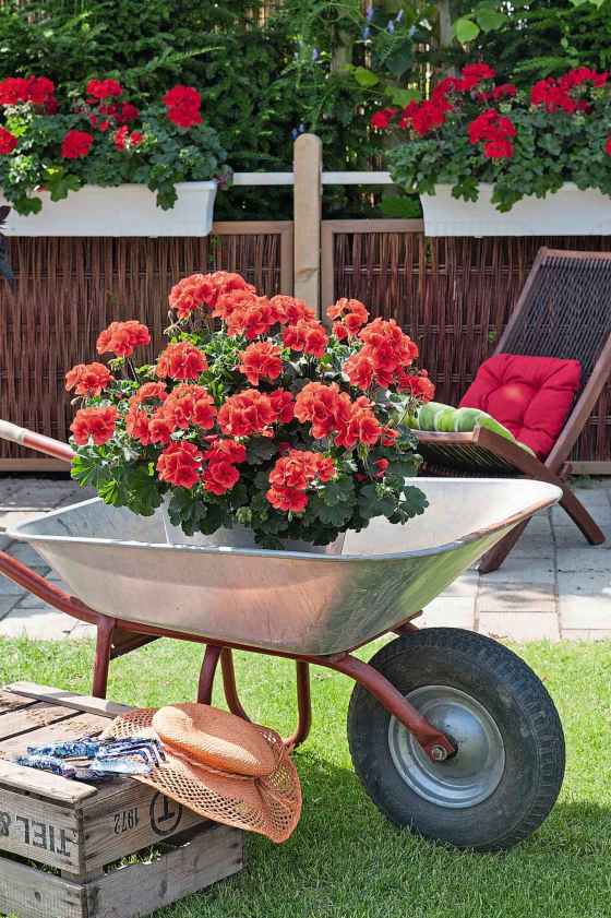 Geraniums (Ball Horticultural)