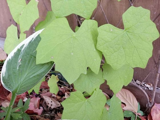 Moonseed vine from cuttings (Colleen Zacharias)