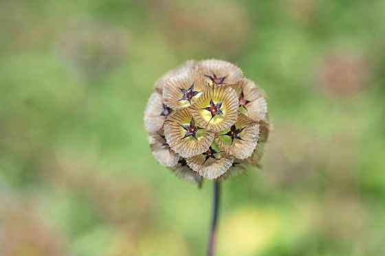 Scabiosa stellata Starflower seedhead (Johnny's Selected Seeds)