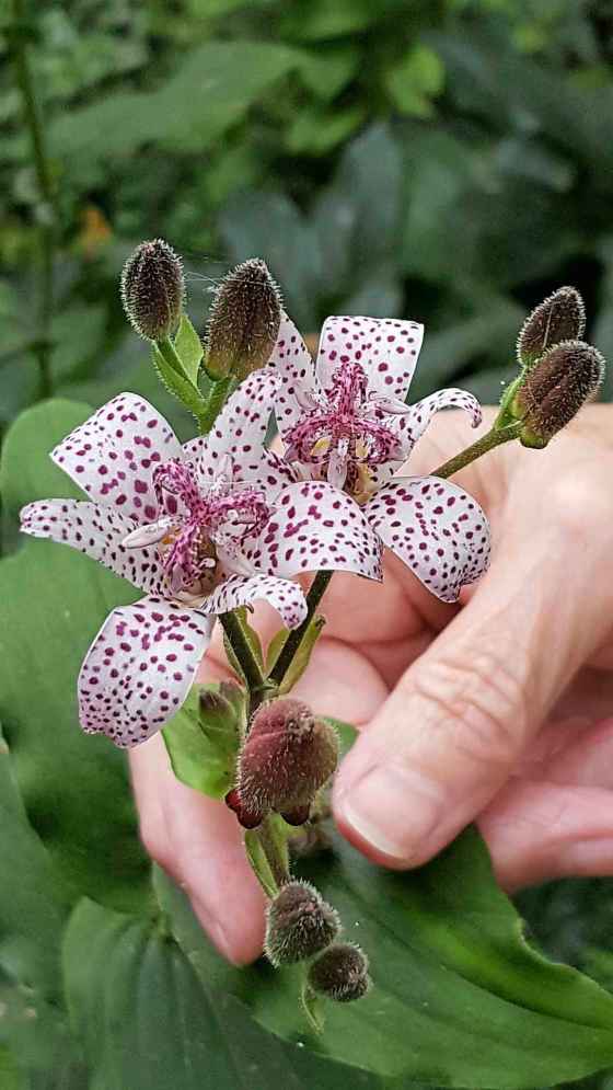 Toad Lily orchid-like flowers in October (Colleen Zacharias)