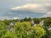 Susan Huebert / Winnipeg Free Press Files
                                Under the trees, Elmwood grew as a mixed density neighbourhood well before the Second World War. And the sky didn’t fall because of that.