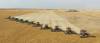 From the September 18 Canadian Foodgrains Bank growing project in Killarney, Manitoba. Credit: Supplied photo. winnipeg