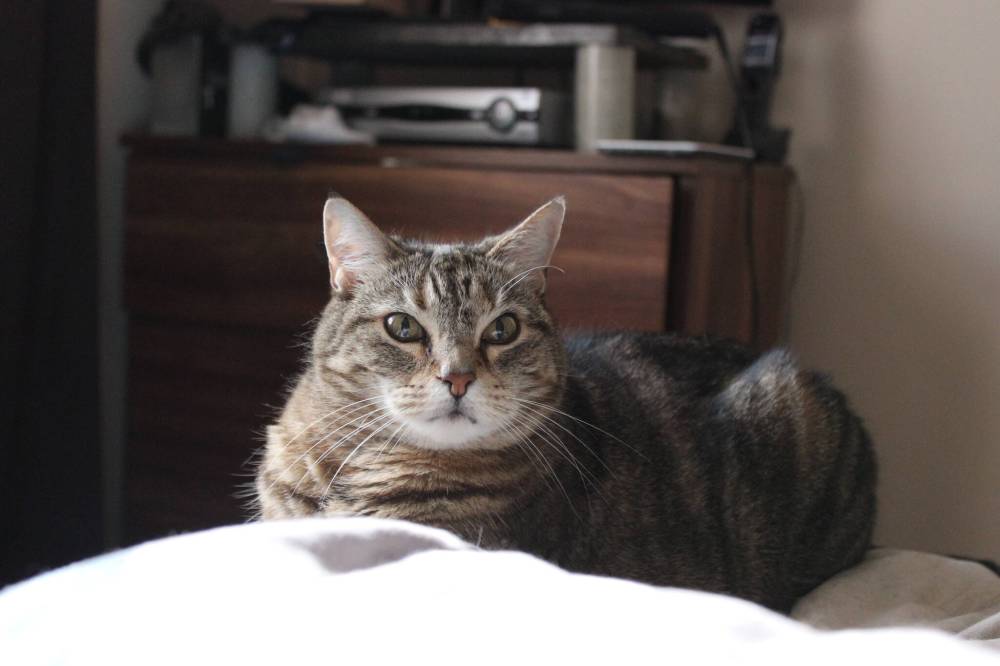 Supplied
                                Andree decided to focus on end-of-life care for pets after the death of her cat Tiger.