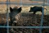 Wild pigs in Prairies super-sized worry for ag sector