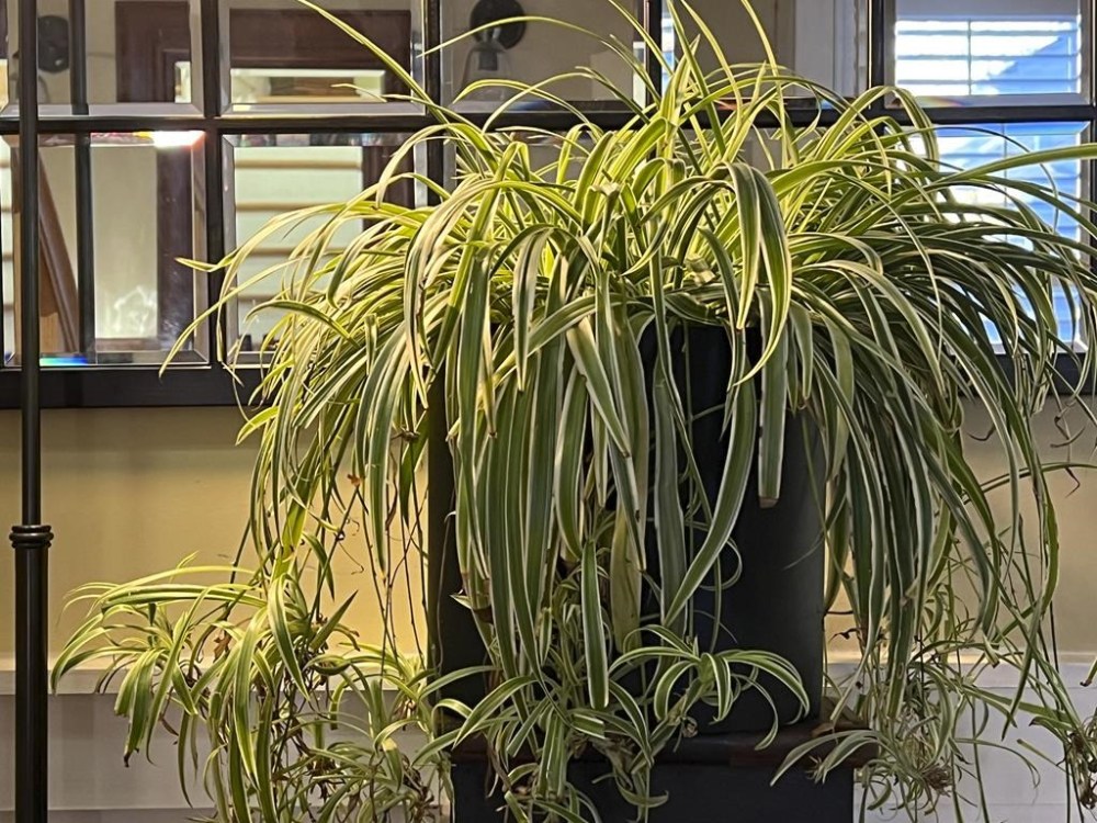 This Nov. 13, 2023, image provided by Jessica Damiano shows light reflecting off a mirror placed behind a newly rehomed spider plant on Long Island, NY. (Jessica Damiano via AP)