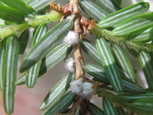 A woolly adelgid beetle is shown in a handout photo.The woolly adelgid was first seen in southwestern Nova Scotia in 2017, and has since been spreading northward. THE CANADIAN PRESS/HO-Ontario Ministry of Natural Resources and Forestry **MANDATORY CREDIT**