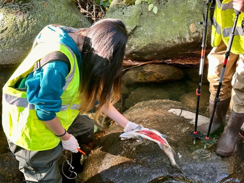 Volunteers for the West Vancouver Streamkeeper Society examine a dead coho salmon found near the mouth of Brothers Creek in West Vancouver, B.C., in late October 2023. The society suspects the culprit in the