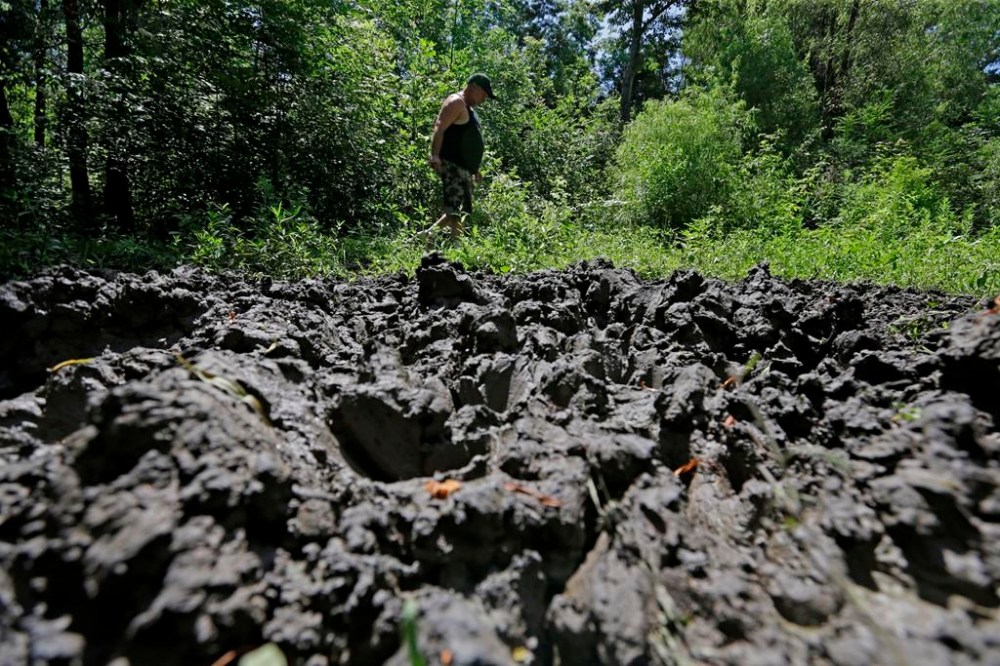 FILE - In this June 17, 2014, file photo, a wildlife trapper, walks past damage from feral hogs that happened overnight while foraging near one of his traps in New Orleans. An exploding population of hard-to-eradicate “super pigs” in Canada is threatening to spill south of the border, and northern states like Minnesota, North Dakota, Montana are taking steps to stop the invasion. (AP Photo/Gerald Herbert, File)