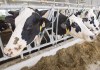 A settlement panel has rejected complaints from the U.S. Trade Representative’s office over how Canada is allocating its dairy import quotas. Dairy cows are seen at a farm Friday, August 31, 2018 in Sainte-Marie-Madelaine Quebec.THE CANADIAN PRESS/Ryan Remiorz
