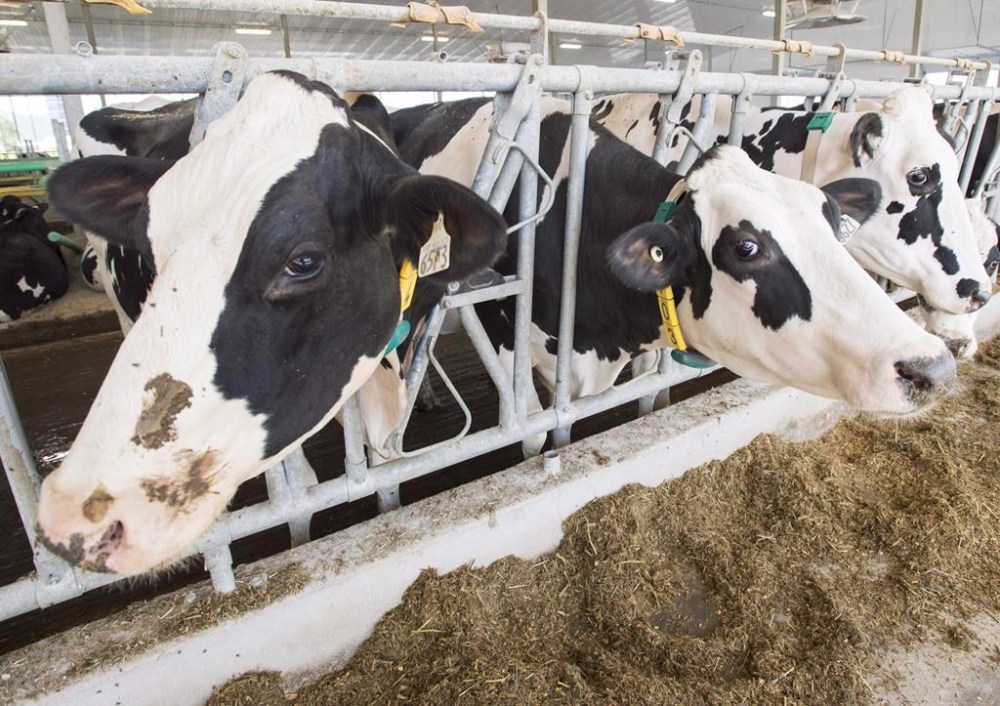 A settlement panel has rejected complaints from the U.S. Trade Representative’s office over how Canada is allocating its dairy import quotas. Dairy cows are seen at a farm Friday, August 31, 2018 in Sainte-Marie-Madelaine Quebec.THE CANADIAN PRESS/Ryan Remiorz