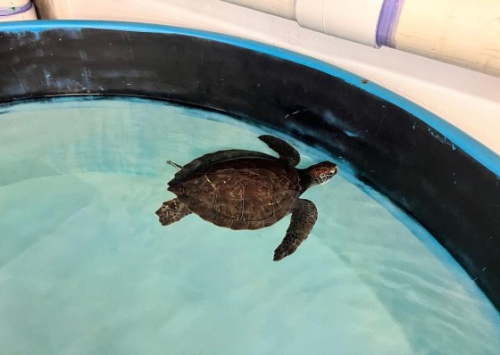 Scottie the green turtle in her tank at the Bermuda Aquarium Museum and Zoo. (Handout / Bermuda Aquarium Museum and Zoo / The Canadian Press)