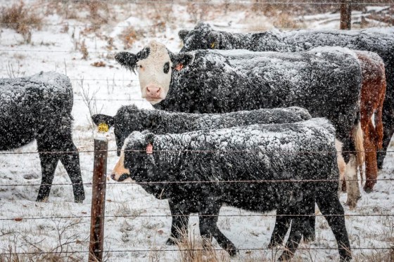Snow-covered cattle stand in a pasture near Didsbury, Alta. in October. (Jeff McIntosh / The Canadian Press files)