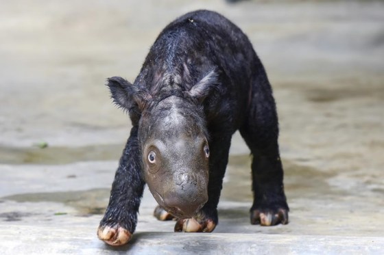 A newly born Sumatran rhino calf walks in its enclosure at Sumatran Rhino Sanctuary at Way Kambas National Park, Indonesia. (Indonesian Ministry of Environment and Forestry via The Associated Press)