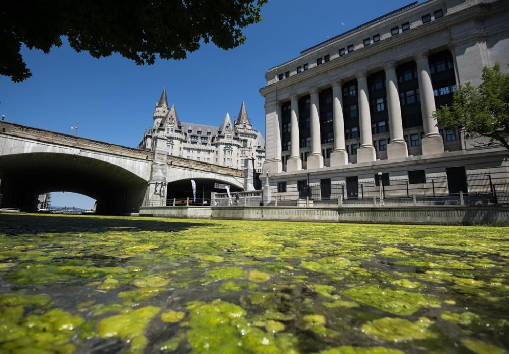 A bloom of algae covers the waters of the Rideau Canal near the Senate of Canada Building and the Chateau Laurier, in Ottawa, on Sunday, June 21, 2020. An Ontario Conservative MP says senators should