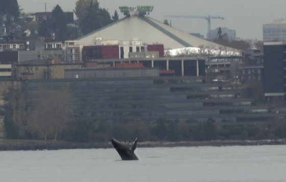 In this image taken from a video, a humpback whale breaches from the waters off Seattle on Thursday, Nov. 30. (Manuel Valdes / The Associated Press files)