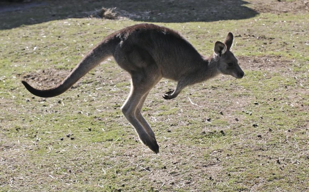 Durham Regional Police say they have responded to reports of a kangaroo on the loose in Oshawa, Ont., on Friday. A grey kangaroo hops along a hill side at a conservation reserve near Taralga, south west of Sydney, Australia, Aug. 18, 2016.THE CANADIAN PRESS/AP-Rob Griffith