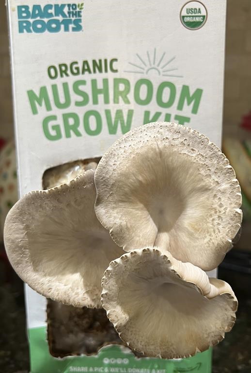 This Nov. 24, 2023 image provided by Jessica Damiano shows a crop of mushrooms growing from a Back to the Roots kit on a kitchen countertop on Long Island, New York. (Jessica Damiano via AP)