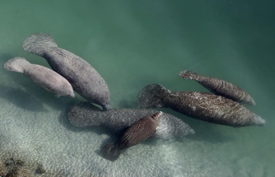 A group of manatees  in a canal where discharge from a nearby Florida Power & Light plant warms the water in Fort Lauderdale, Fla. (Lynne Sladky / The Associated Press files)