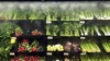 Food prices will keep rising in 2024, though at a slower pace, according to a closely followed food price report from four Canadian universities. Produce at a grocery store in Toronto on June 26. THE CANADIAN PRESS/Graeme Roy