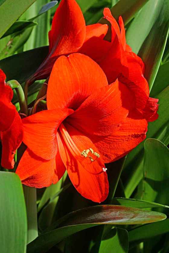 Amaryllis Orange Sovereign
